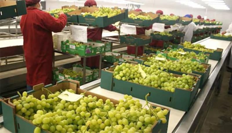 Uvas peruanas.jpg